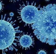 norovirus