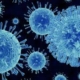 norovirus